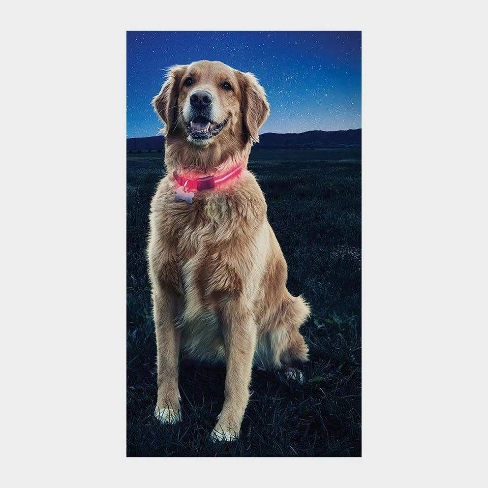 Nite Dawg II LED Collar (Large) 4 Nite Dawg II LED Collar (Large) - Image 2