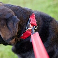 Double Up Dog Collar (Small) -All Outdoor Shop go 321269 c