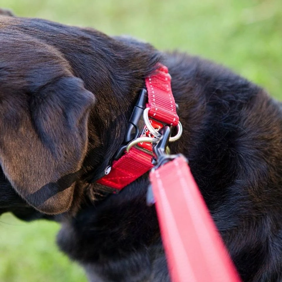 Double Up Dog Collar (Large) 5 Double Up Dog Collar (Large) - Image 3