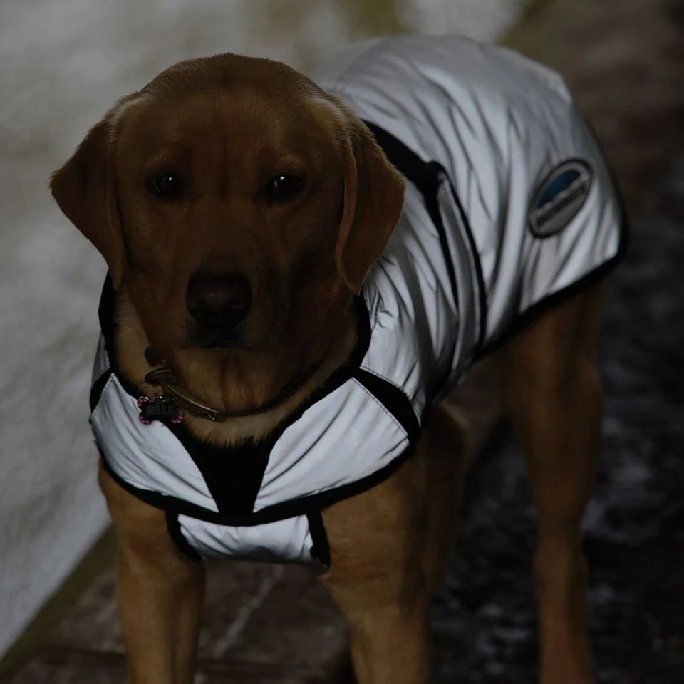 Weatherbeeta Comfitec Reflective Dog Coat Medium 11 Weatherbeeta Comfitec Reflective Dog Coat Medium - Image 9